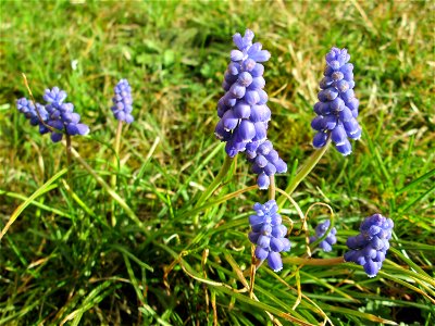 Armenische Traubenhyazinthe (Muscari armeniacum) in Hockenheim photo