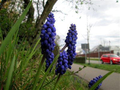 Armenische Traubenhyazinthe (Muscari armeniacum) in Hockenheim photo