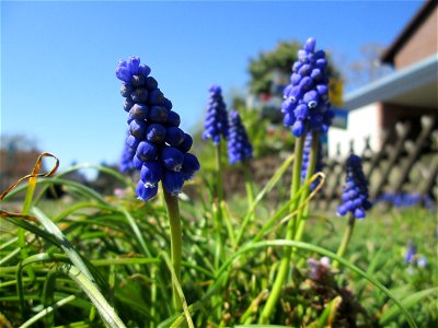 Armenische Traubenhyazinthe (Muscari armeniacum) - ausgewildert auf einem Grünstreifen in Hockenheim