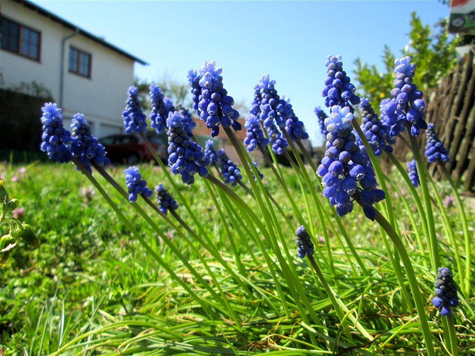 Armenische Traubenhyazinthe (Muscari armeniacum) - ausgewildert auf einem Grünstreifen in Hockenheim
