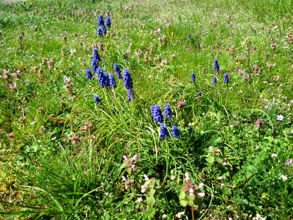 Armenische Traubenhyazinthe (Muscari armeniacum) - ausgewildert auf einem Grünstreifen mit zahlreichen Frühlingsblümchen in Hockenheim