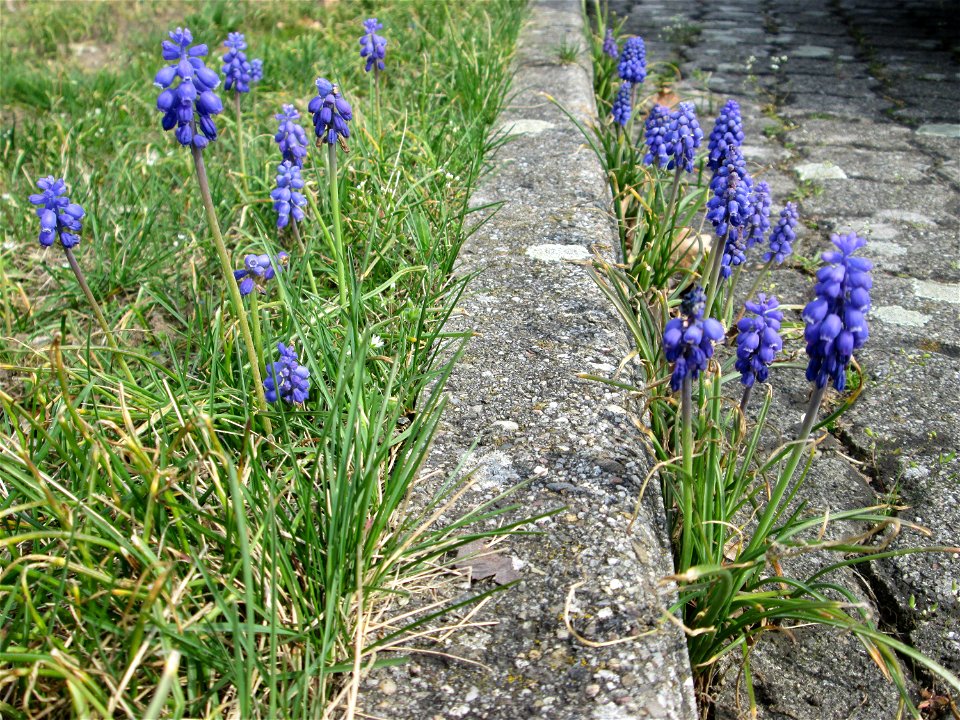 Ritzenbotanik: Armenische Traubenhyazinthe (Muscari armeniacum) - ausgewildert auf einem Parkplatz in Hockenheim