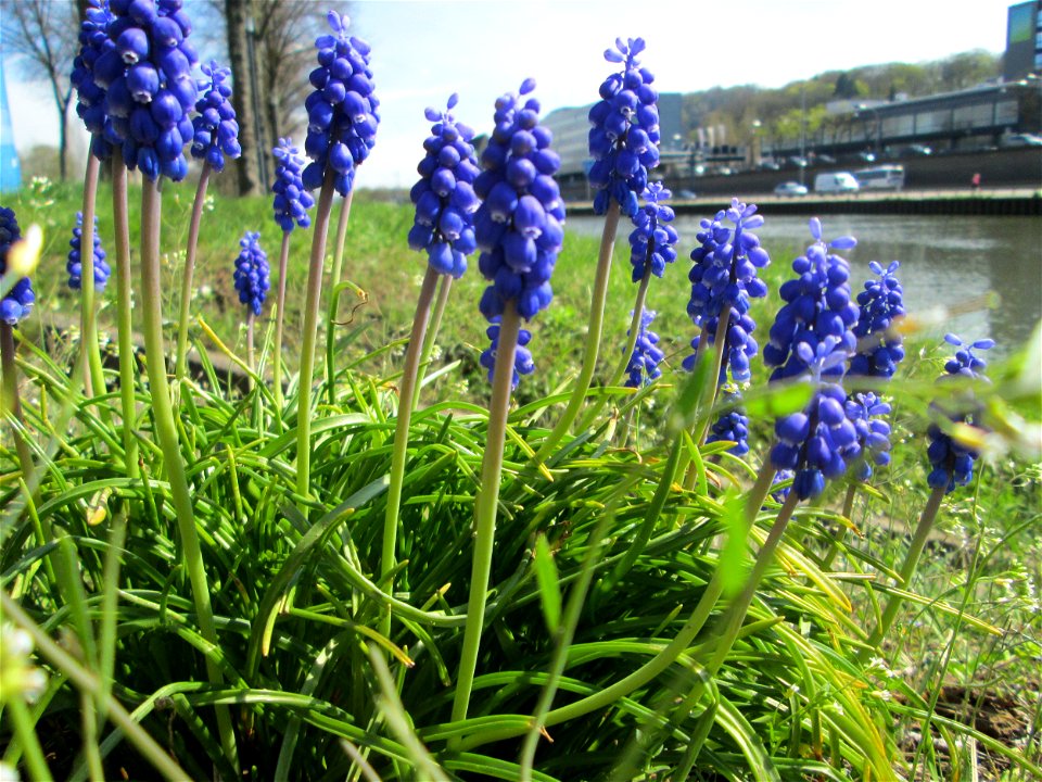 Armenische Traubenhyazinthe (Muscari armeniacum) an der Saar in Saarbrücken