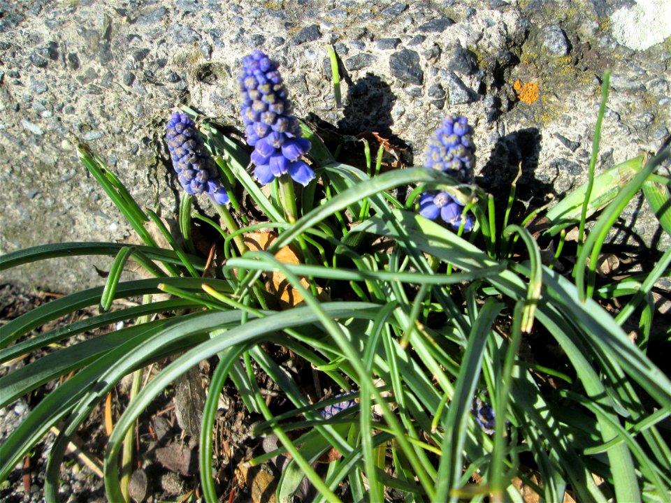 Armenische Traubenhyazinthe (Muscari armeniacum) ausgewildert in einem Rinnstein in Hockenheim - Ursprung: Balkan/ Kaukasus