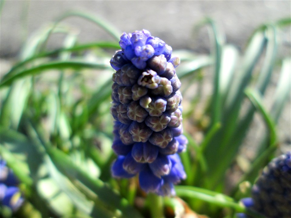 Armenische Traubenhyazinthe (Muscari armeniacum) ausgewildert in einem Rinnstein in Hockenheim - Ursprung: Balkan/ Kaukasus photo