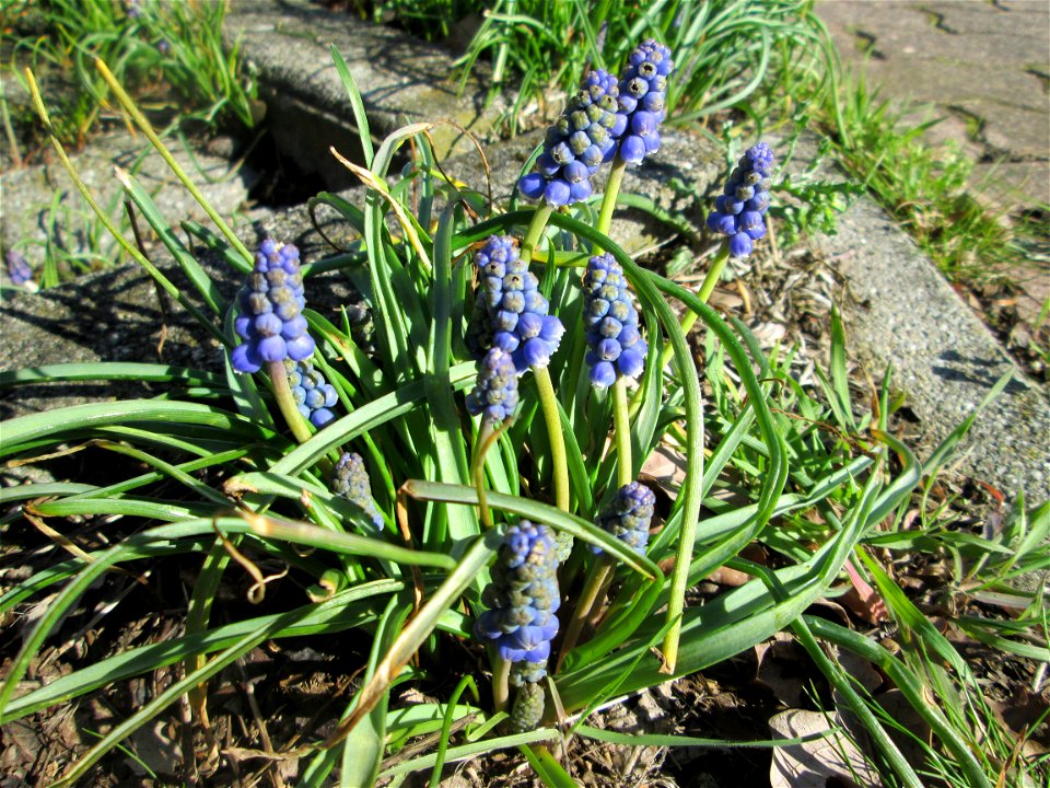 Armenische Traubenhyazinthe (Muscari armeniacum) ausgewildert auf einem Parkplatz in Hockenheim - Ursprung: Balkan/ Kaukasus