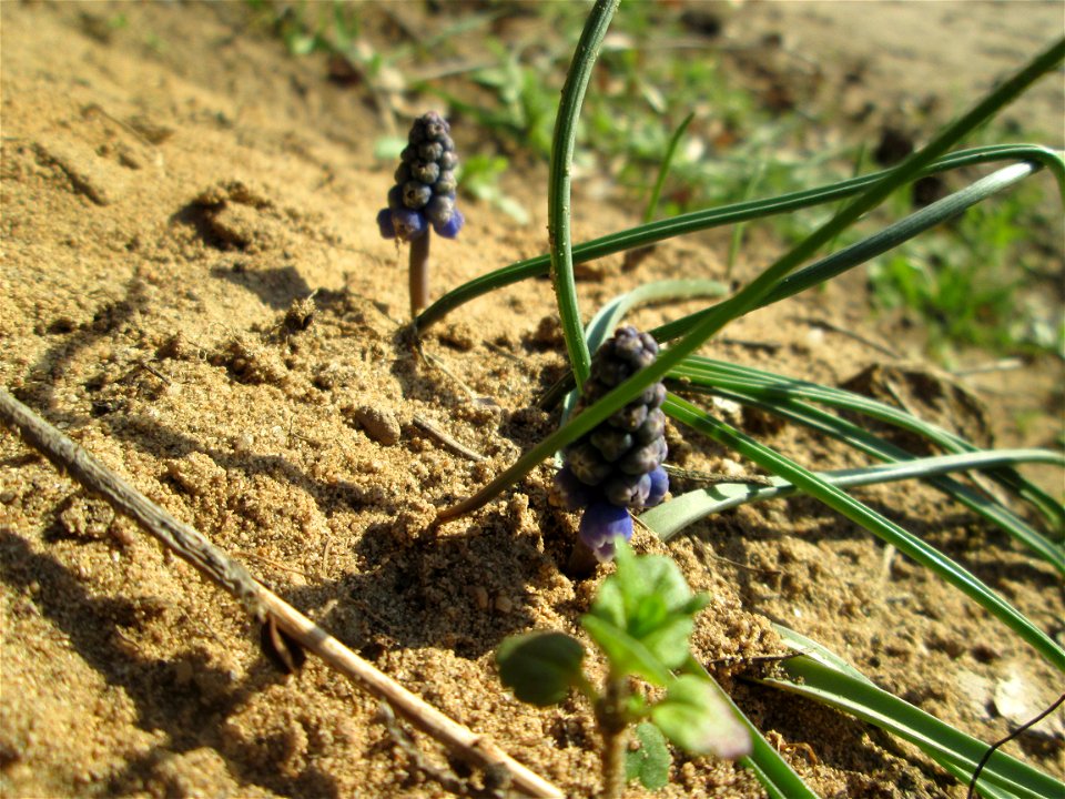 Armenische Traubenhyazinthe (Muscari armeniacum) ausgewildert am Dreieichenbuckel im Naturschutzgebiet „Oftersheimer Dünen“ - Ursprung: Balkan/ Kaukasus
