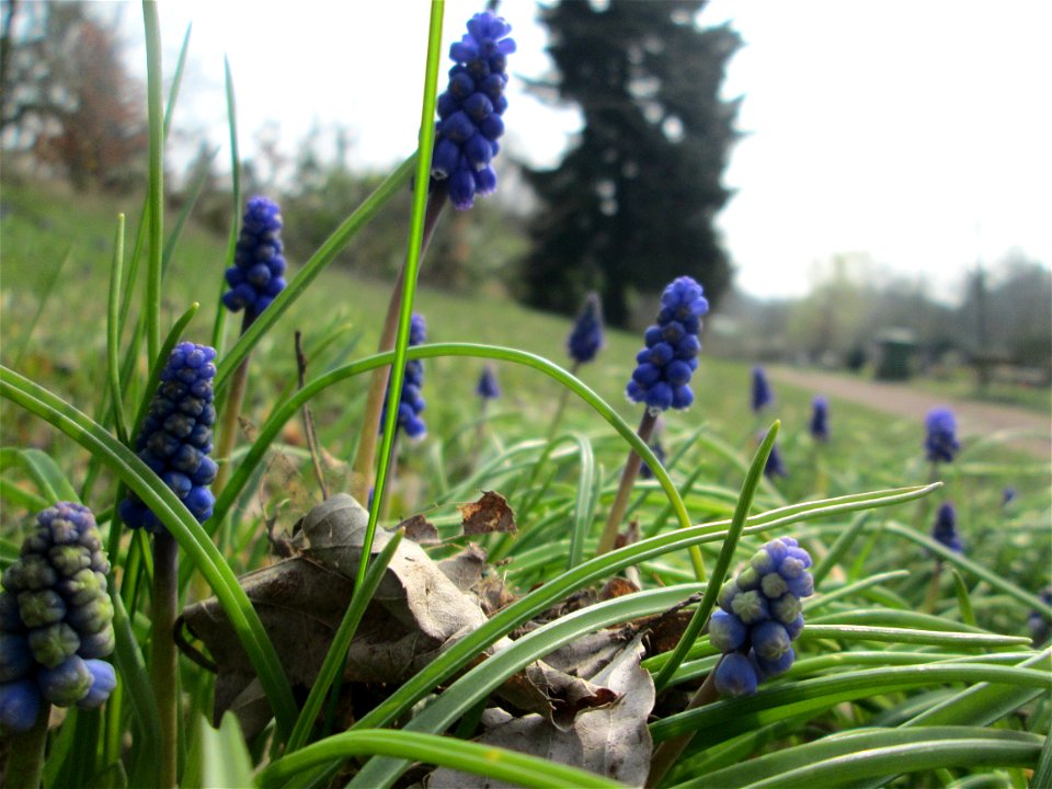 Armenische Traubenhyazinthe (Muscari armeniacum) am Friedhof St. Johann in Saarbrücken - Ursprung: Balkan bis Kaukasus