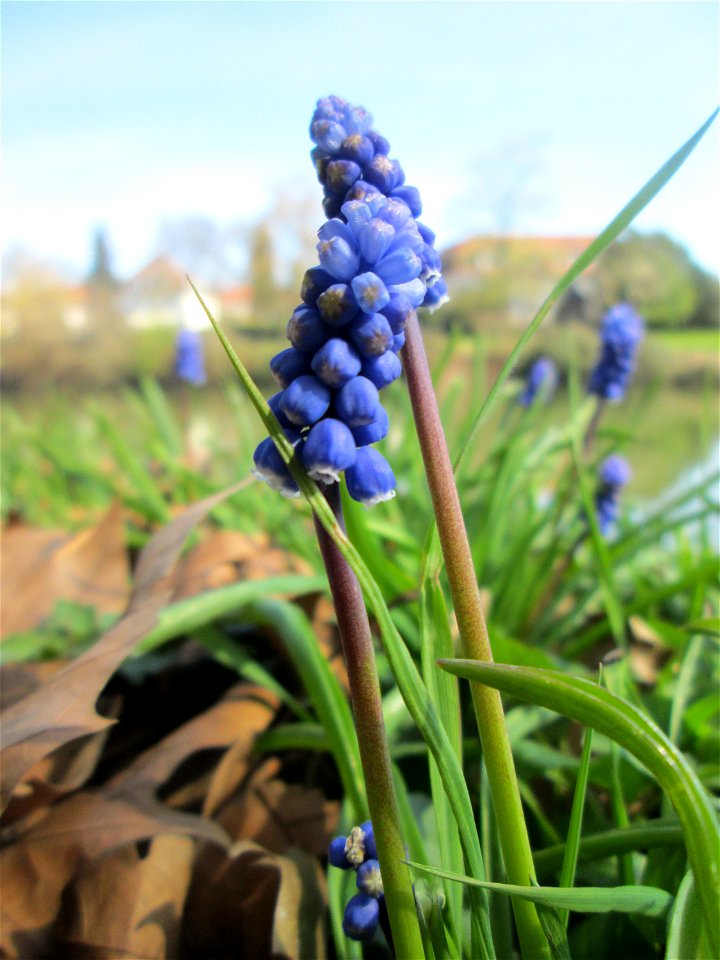 Armenische Traubenhyazinthe (Muscari armeniacum) an der Saar in Sankt Arnual