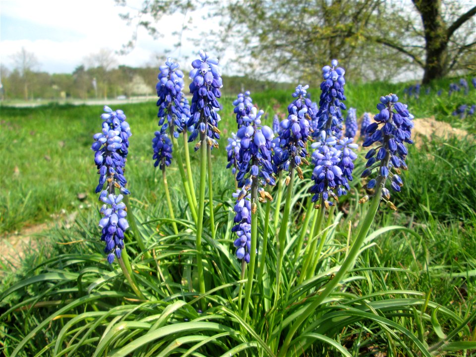 Armenische Traubenhyazinthe (Muscari armeniacum) auf einer Parkplatzwiese in Hockenheim - Ursprung: Balkan/ Kaukasus