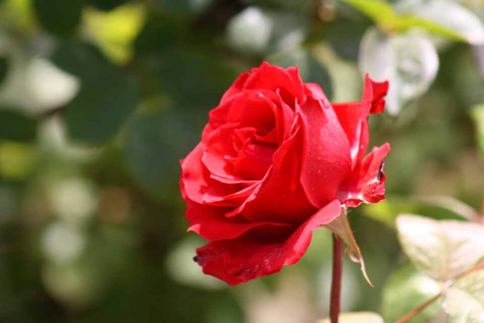 Nature plant rosebush