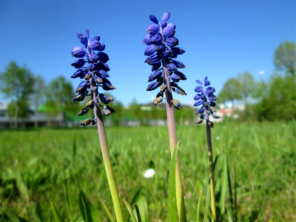 Armenische Traubenhyazinthe (Muscari armeniacum) auf einer Wiese an der Ostspange in Saarbrücken