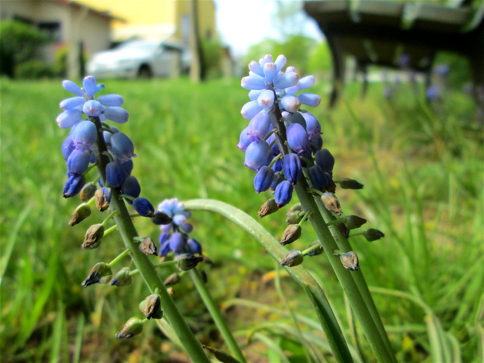 Armenische Traubenhyazinthe (Muscari armeniacum) am Nußberg (Landschaftsschutzgebiet) in Alt-Saarbrücken