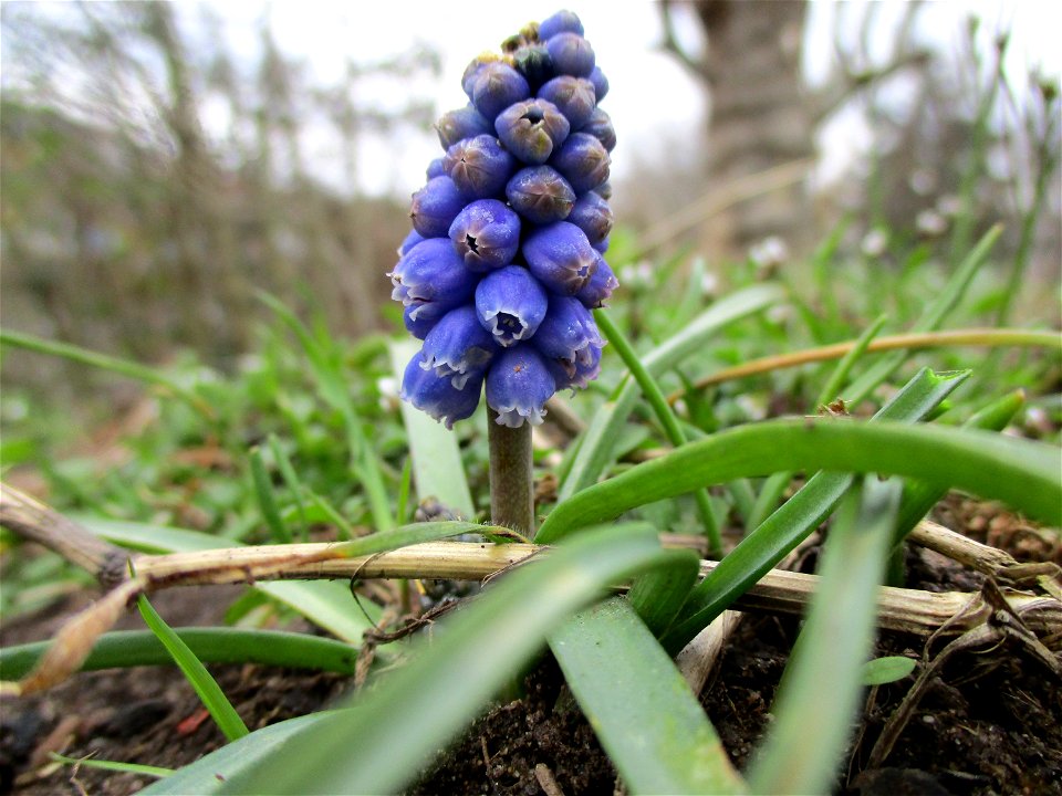 Armenische Traubenhyazinthe (Muscari armeniacum) an der Saar in Saarbrücken