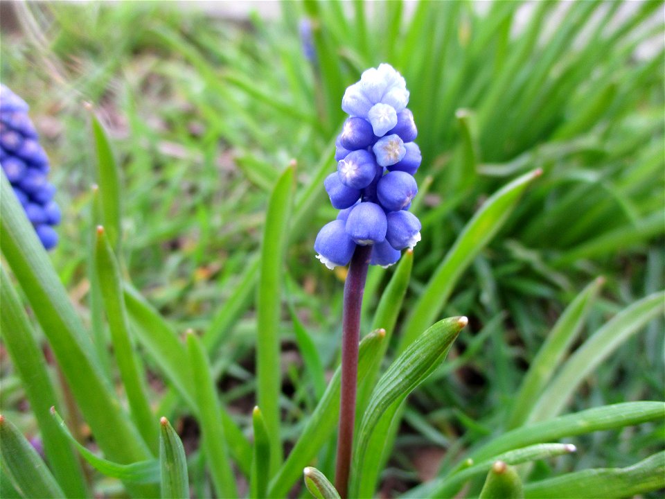 Armenische Traubenhyazinthe (Muscari armeniacum) am Straßenrand in Brebach