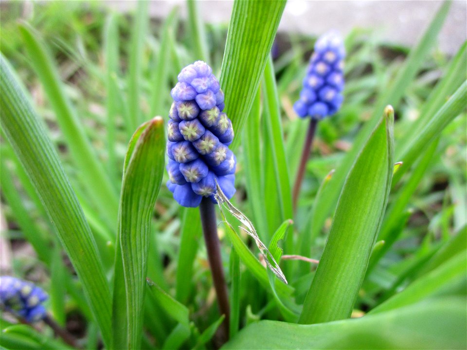 Armenische Traubenhyazinthe (Muscari armeniacum) am Straßenrand in Brebach
