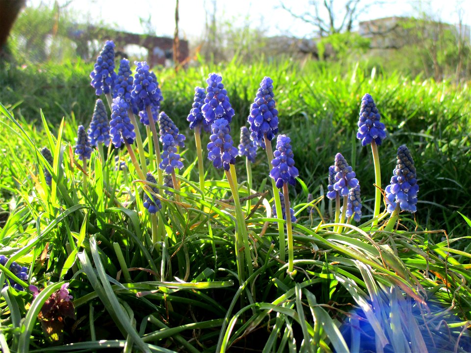 Armenische Traubenhyazinthe (Muscari armeniacum) im Bürgerpark Saarbrücken