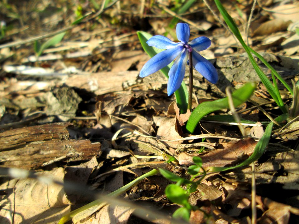 Sibirischer Blaustern (Scilla siberica) am Dreieichenbuckel im Naturschutzgebiet „Oftersheimer Dünen“