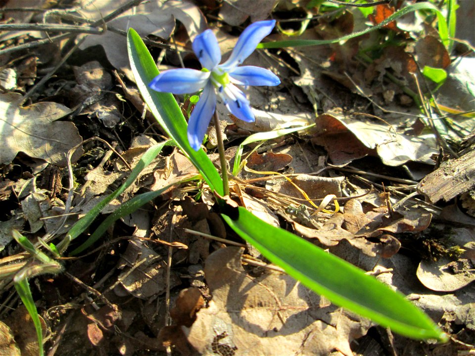 Sibirischer Blaustern (Scilla siberica) am Dreieichenbuckel im Naturschutzgebiet „Oftersheimer Dünen“