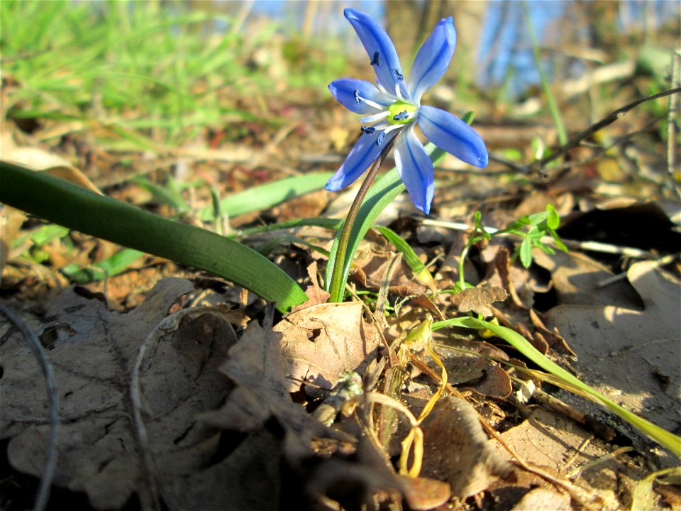 Sibirischer Blaustern (Scilla siberica) am Dreieichenbuckel im Naturschutzgebiet „Oftersheimer Dünen“