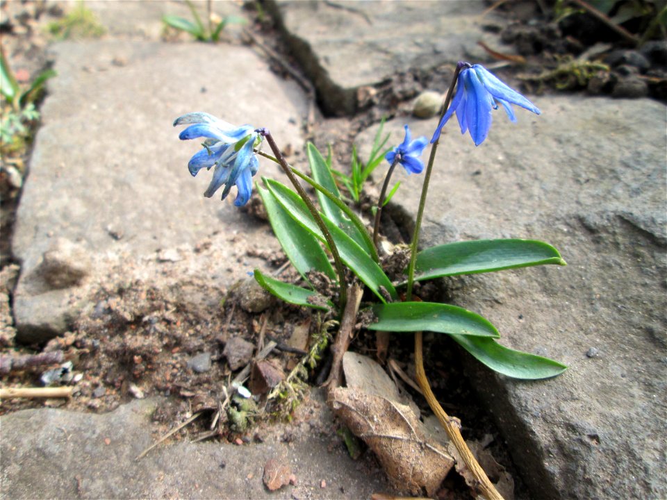 Sibirischer Blaustern (Scilla siberica) am Friedhof St. Johann in Saarbrücken - Ursprung: Anatolien}