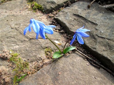 Sibirischer Blaustern (Scilla siberica) am Friedhof St. Johann in Saarbrücken - Ursprung: Anatolien}