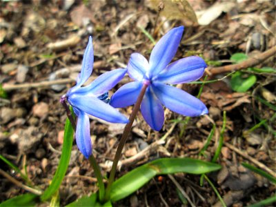 Sibirischer Blaustern (Scilla siberica) am Friedhof St. Johann in Saarbrücken - Ursprung: Anatolien}