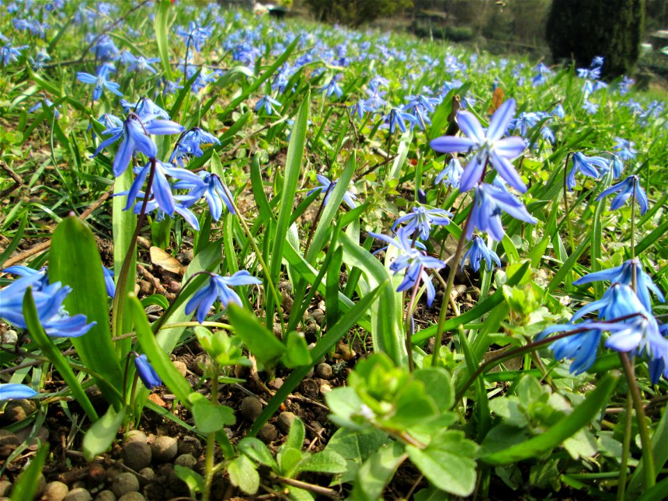 Sibirischer Blaustern (Scilla siberica) im Massenbestand am Friedhof St. Johann in Saarbrücken - Ursprung: Anatolien