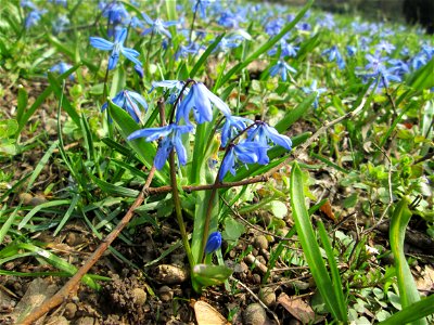 Sibirischer Blaustern (Scilla siberica) im Massenbestand am Friedhof St. Johann in Saarbrücken - Ursprung: Anatolien