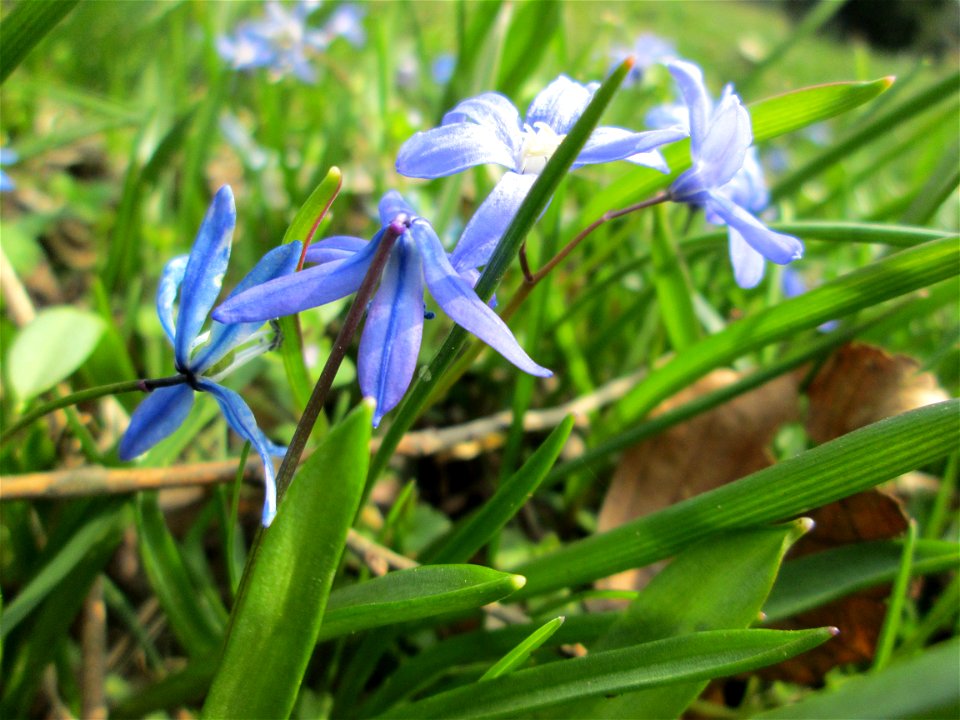 Sibirischer Blaustern (Scilla siberica) im Massenbestand am Friedhof St. Johann in Saarbrücken - Ursprung: Anatolien