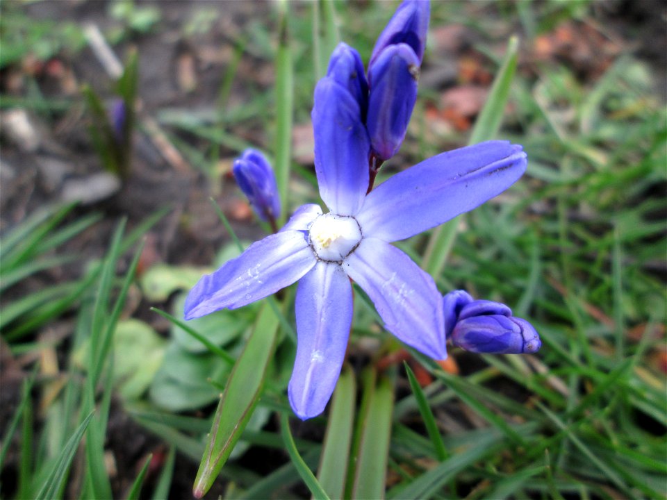 Sibirischer Blaustern (Scilla siberica) in Saarbrücken