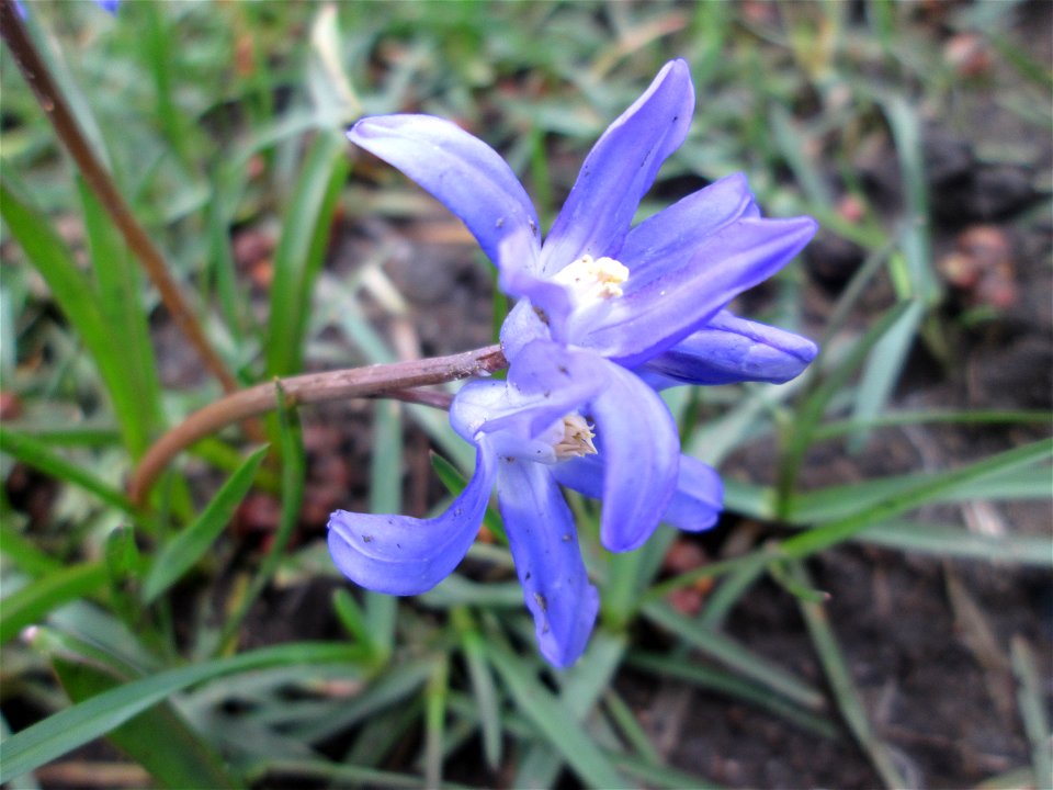 Sibirischer Blaustern (Scilla siberica) in Saarbrücken