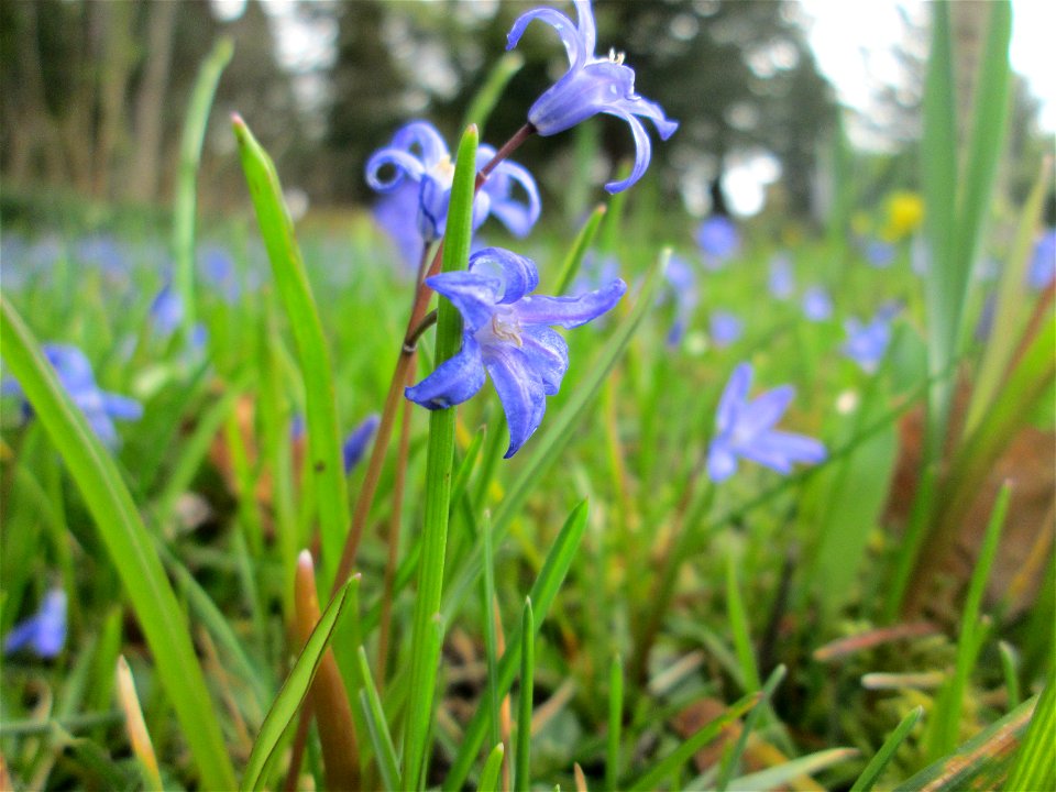 Sibirischer Blaustern (Scilla siberica) in Saarbrücken