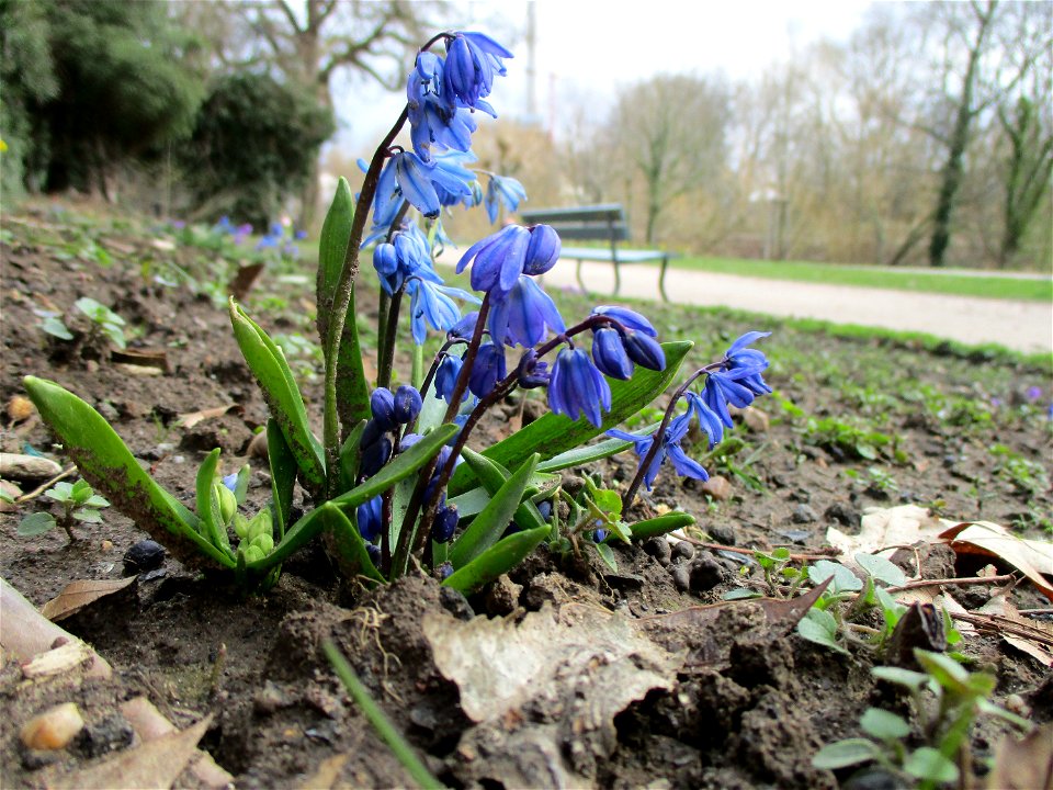 Sibirischer Blaustern (Scilla siberica) am Staden in Saarbrücken