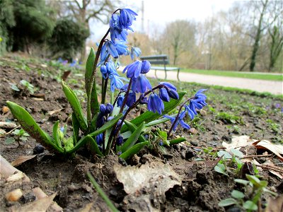 Sibirischer Blaustern (Scilla siberica) am Staden in Saarbrücken