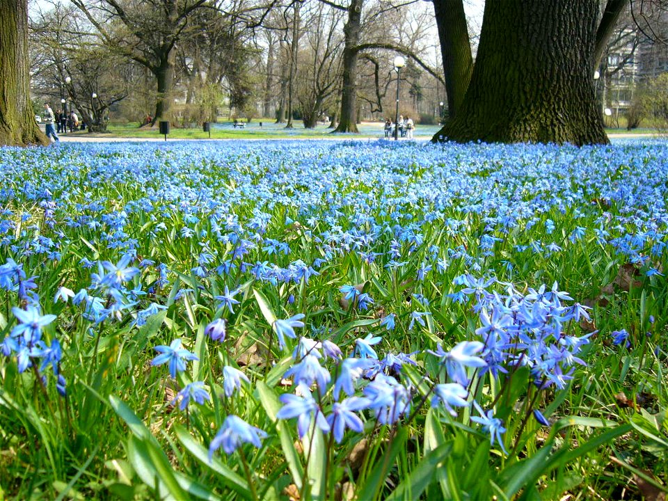 Park Klepacza w Łodzi, kwitnące cybulice