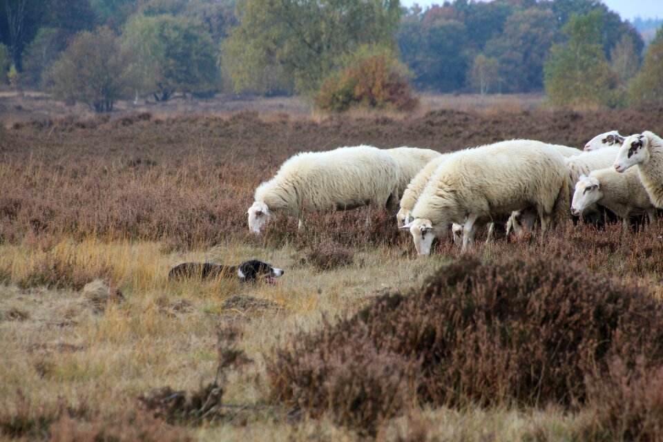 Veluwe netherlands obey