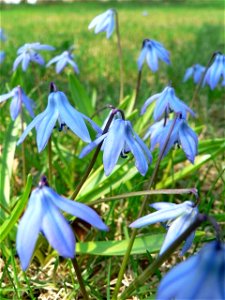 Image title: Siberian squill flowers
Image from Public domain images website, http://www.public-domain-image.com/full-image/flora-plants-public-domain-images-pictures/flowers-public-domain-images-pict
