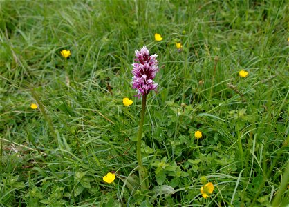 Description: Monkey Orchid at Park Gate Down, , Source: Self made, Date: 29th May 2007 photo