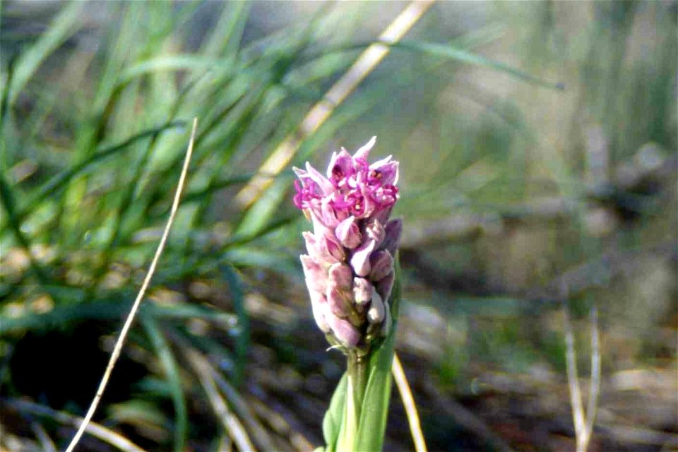 Orchis Simia appena sbocciata