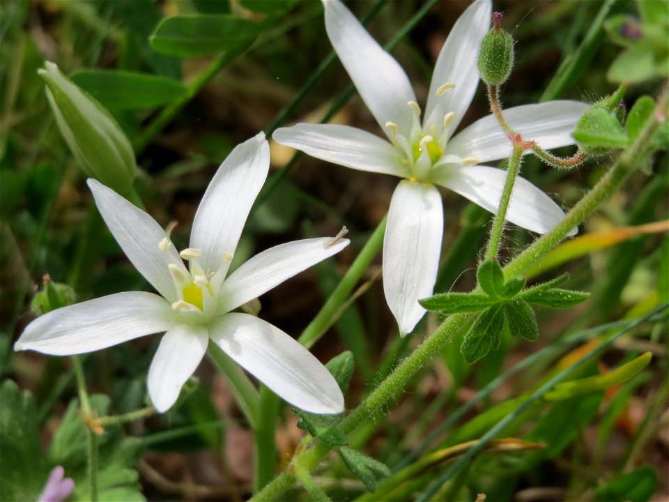 Dolden-Milchstern (Ornithogalum umbellatum) auf der Friedenshöhe (Naturschutzgebiet Oftersheimer Dünen)