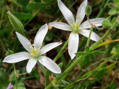 Dolden-Milchstern (Ornithogalum umbellatum) auf der Friedenshöhe (Naturschutzgebiet Oftersheimer Dünen)