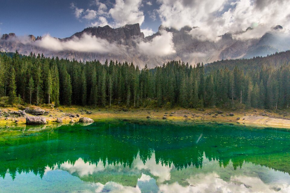 Forest latemar dolomites photo