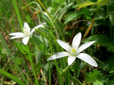Dolden-Milchstern (Ornithogalum umbellatum) auf der Friedenshöhe (Naturschutzgebiet Oftersheimer Dünen)