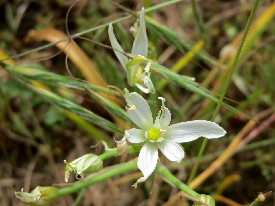 Dolden-Milchstern (Ornithogalum umbellatum) auf der Friedenshöhe (Naturschutzgebiet Oftersheimer Dünen)