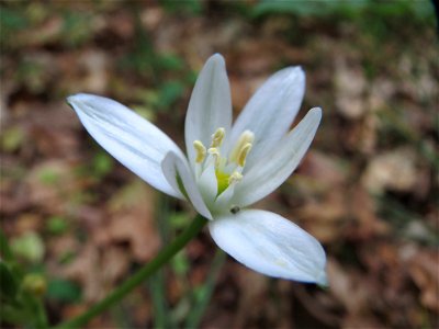 Dolden-Milchstern (Ornithogalum umbellatum) im Schwetzinger Hardt