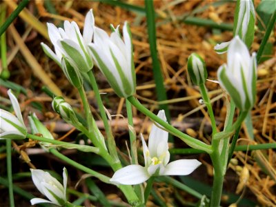 Dolden-Milchstern (Ornithogalum umbellatum) im Naturschutzgebiet „Oftersheimer Dünen“ (Teilgebiet „Am Golfplatz“)