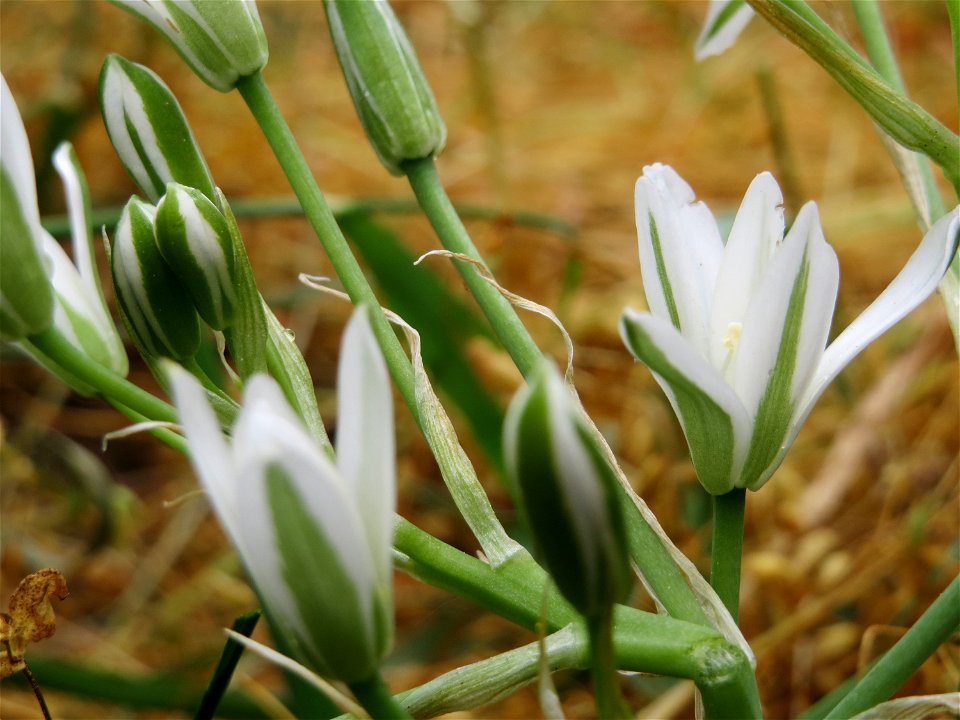 Dolden-Milchstern (Ornithogalum umbellatum) im Naturschutzgebiet „Oftersheimer Dünen“ (Teilgebiet „Am Golfplatz“)