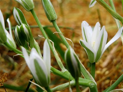 Dolden-Milchstern (Ornithogalum umbellatum) im Naturschutzgebiet „Oftersheimer Dünen“ (Teilgebiet „Am Golfplatz“)