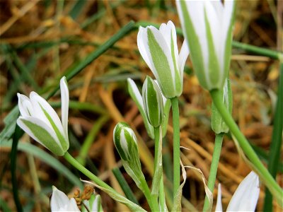 Dolden-Milchstern (Ornithogalum umbellatum) im Naturschutzgebiet „Oftersheimer Dünen“ (Teilgebiet „Am Golfplatz“)